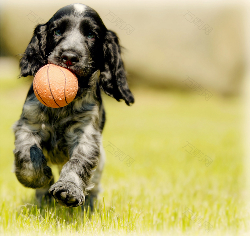 黑白摄影犬携带红球的深度摄影