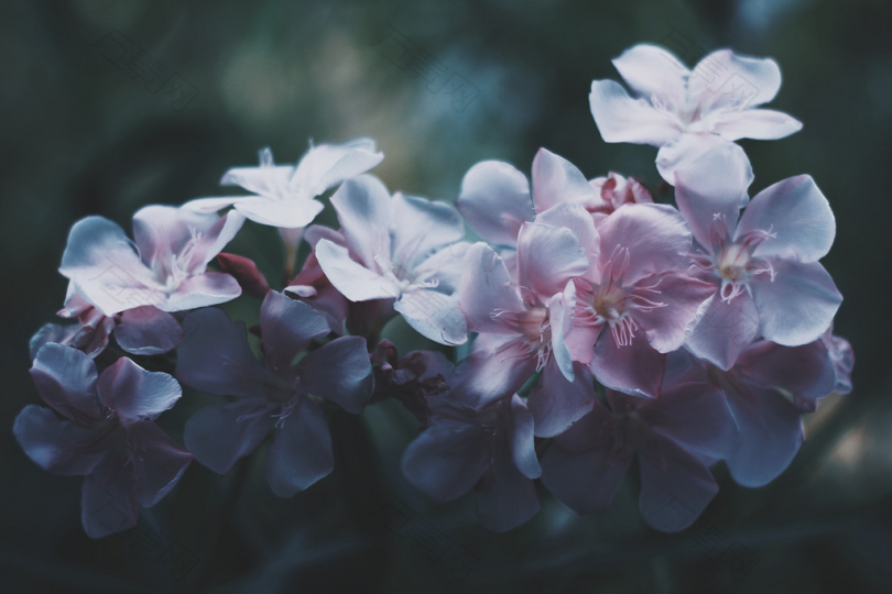 白色和粉红色花瓣的选择性聚焦摄影