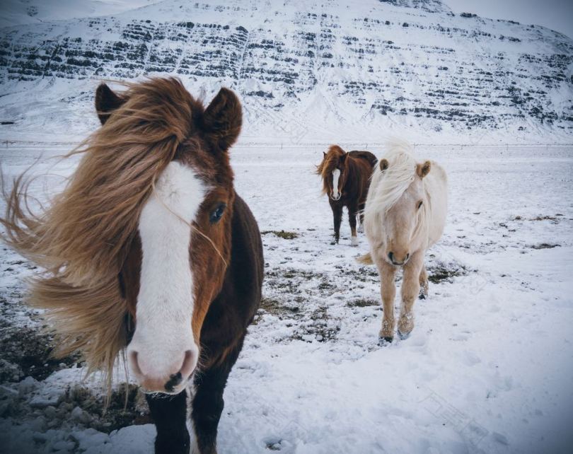 雪地上的白马和白马