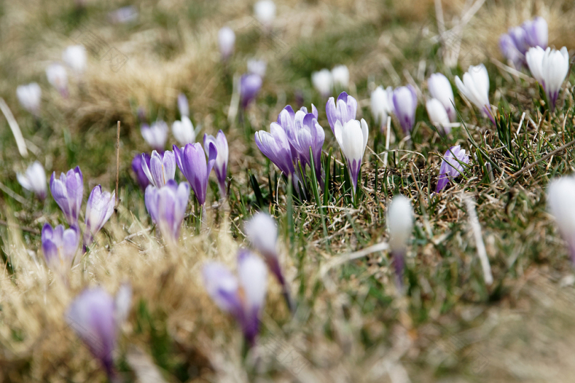 白花和紫色花瓣白天的选择性聚焦摄影