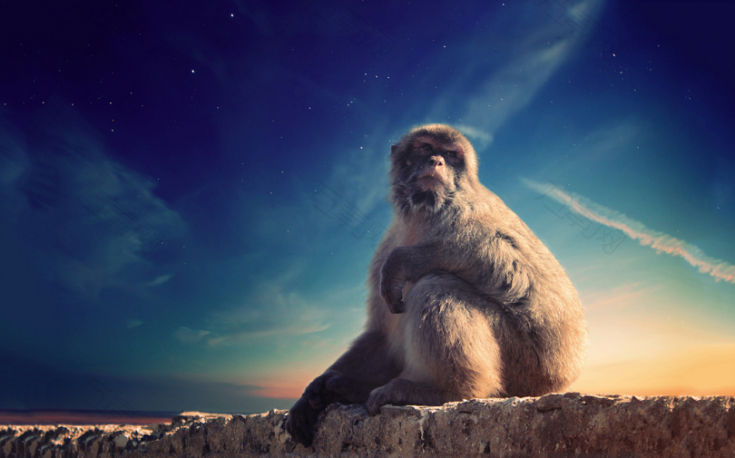 灰色的猴子坐在蓝天下的混凝土表面