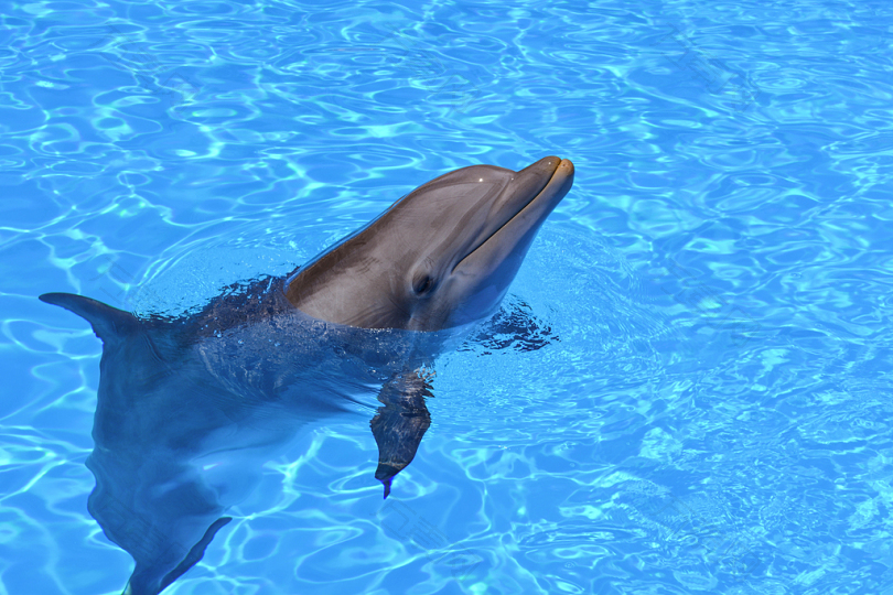 白天海豚头伸出水面