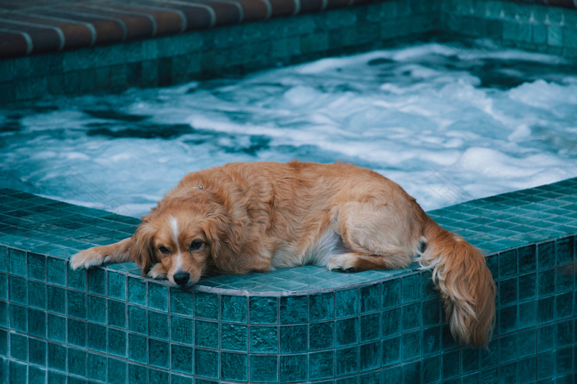 棕色的狗白天躺在热浴盆边上