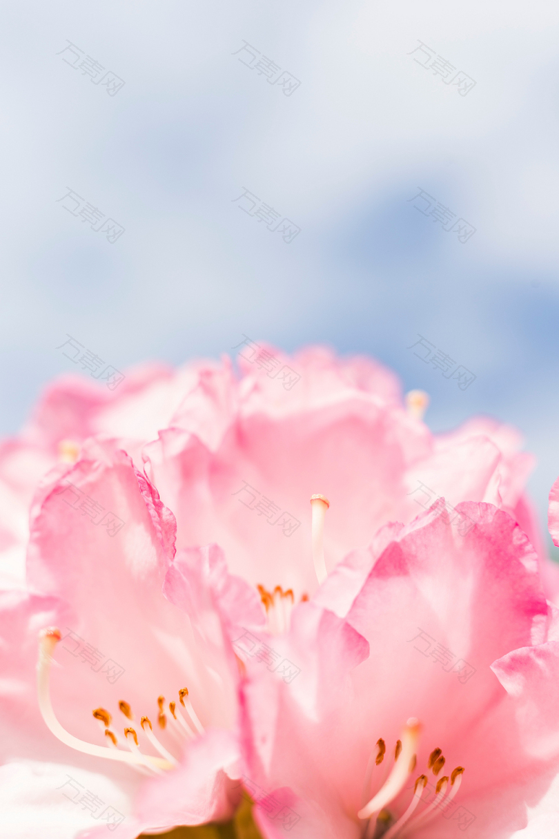 粉红花