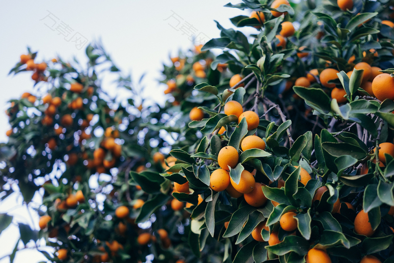 橘子水果特写照片