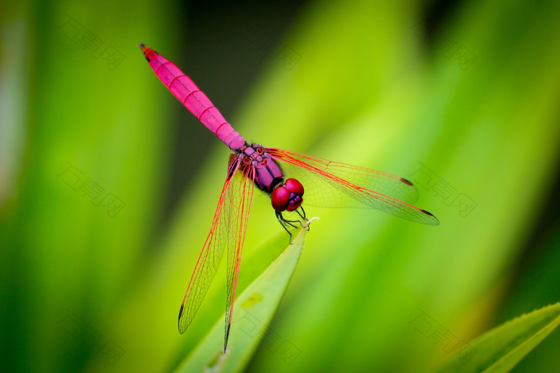 粉红蜻蜓栖息在绿叶上