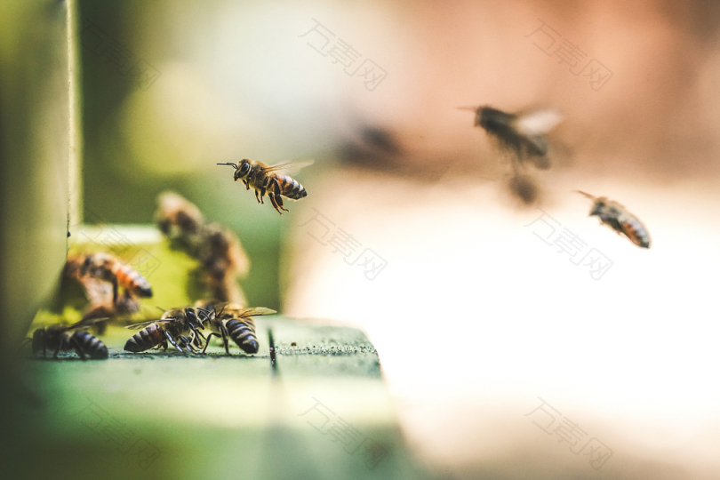 蜜蜂的浅聚焦摄影在空中飞行