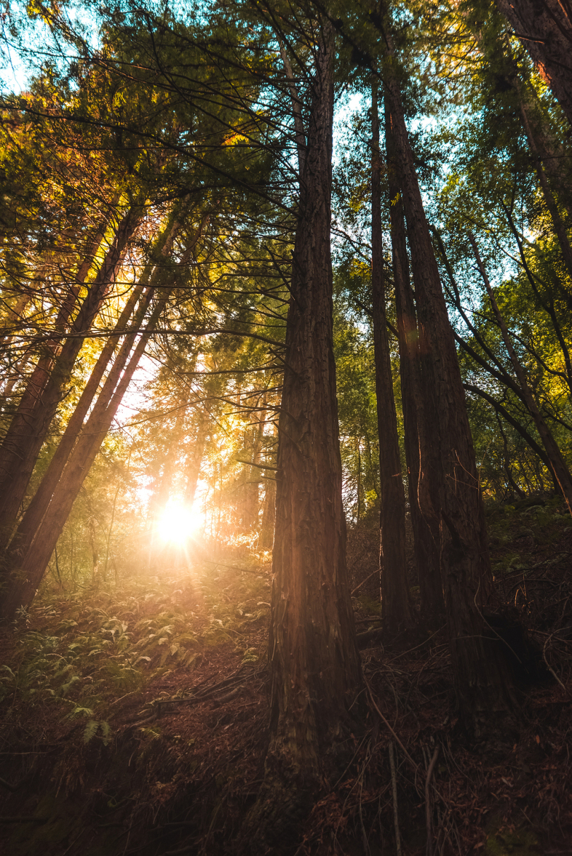 森林中树木与光束的低角度照片