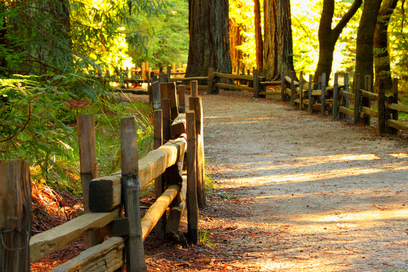 木材秋天树自然行人路路径通路走道晚间森林景观春冷杉叶子