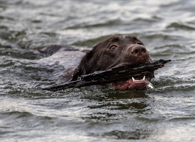 狗在水上游泳时咬树枝