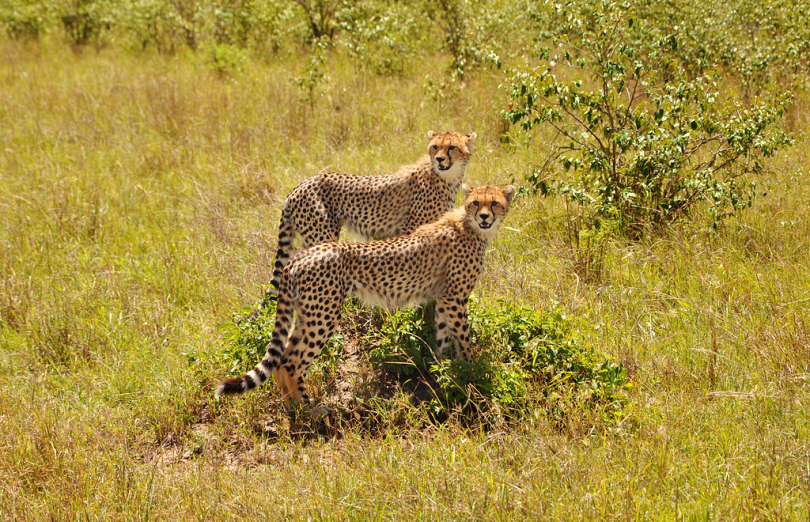 两个猎豹的野生动物摄影