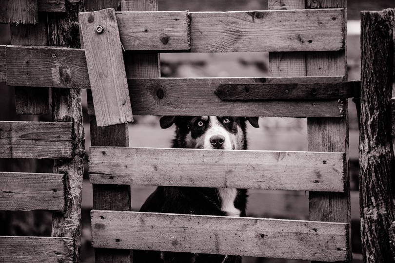坐在木栅栏后面的狗