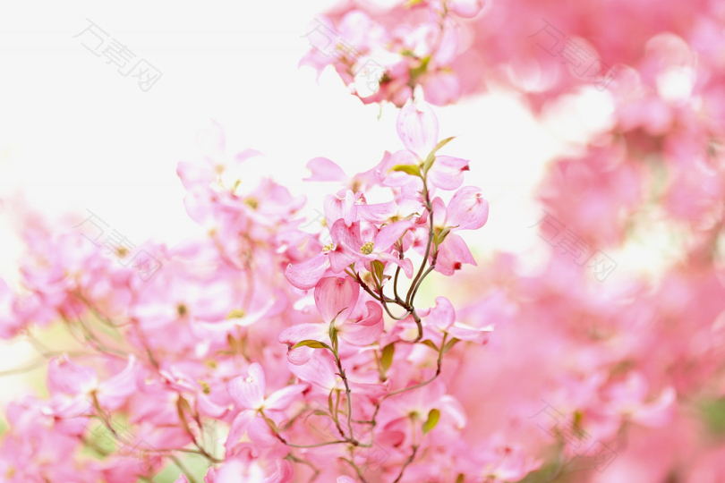 樱花的聚焦照片