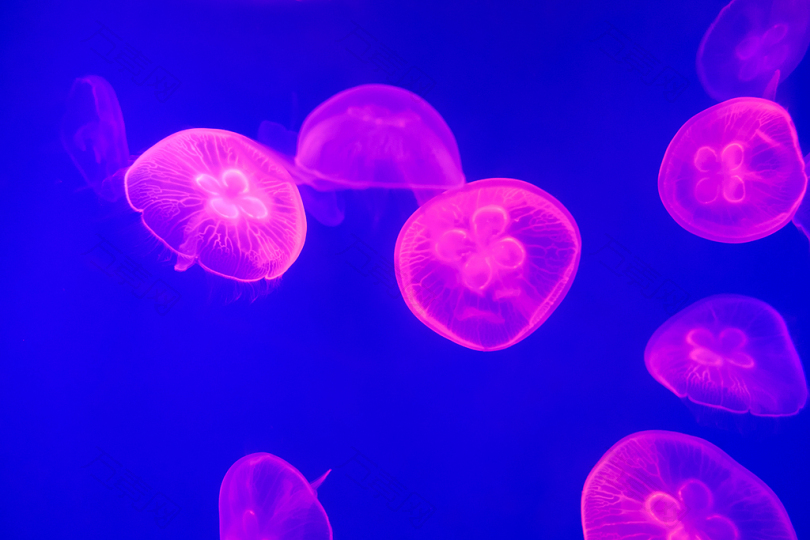 粉色水母的水下摄影