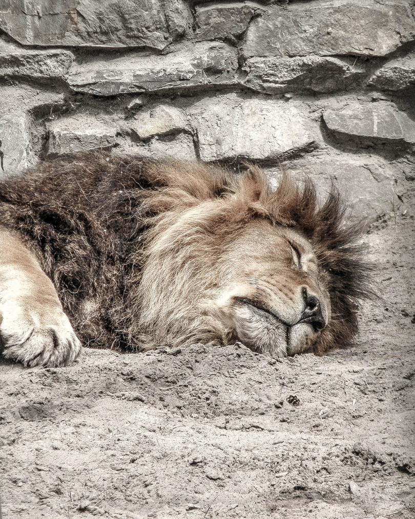 白天躺在灰土上的棕狮子
