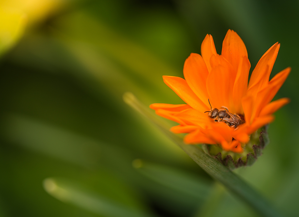 蜜蜂分享壁纸博客旅行夏天昆虫高清颜色神奇美丽橙色特写镜头宏自然花树