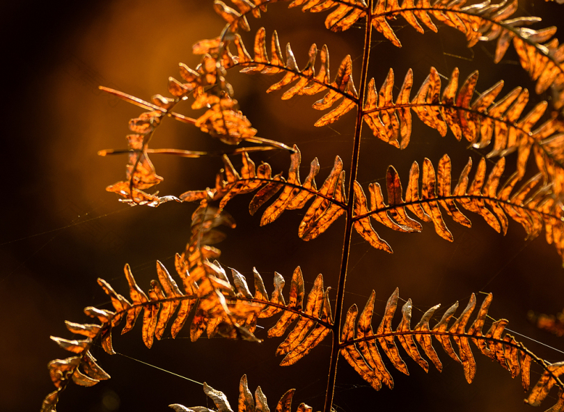 森林植物太阳橙棕色法恩赫伯斯特Huf66ST秋天蕨类植物
