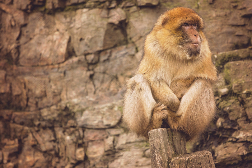 白天褐狒狒坐在岩层上