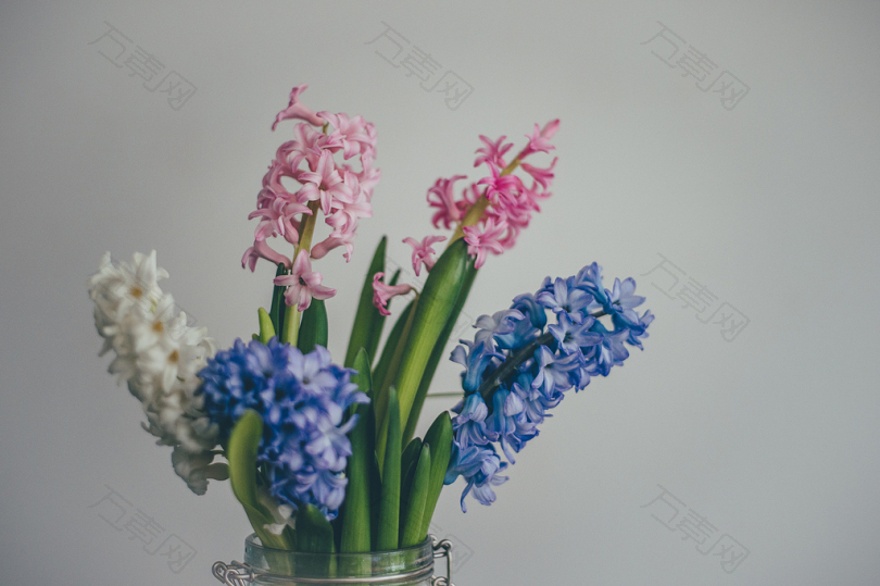 白色粉色和蓝色的风信子花
