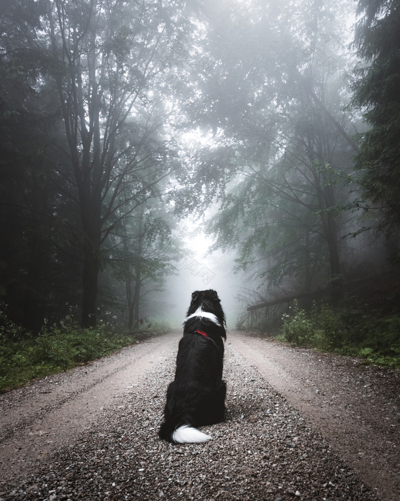 黑白相间的狗坐在小路上