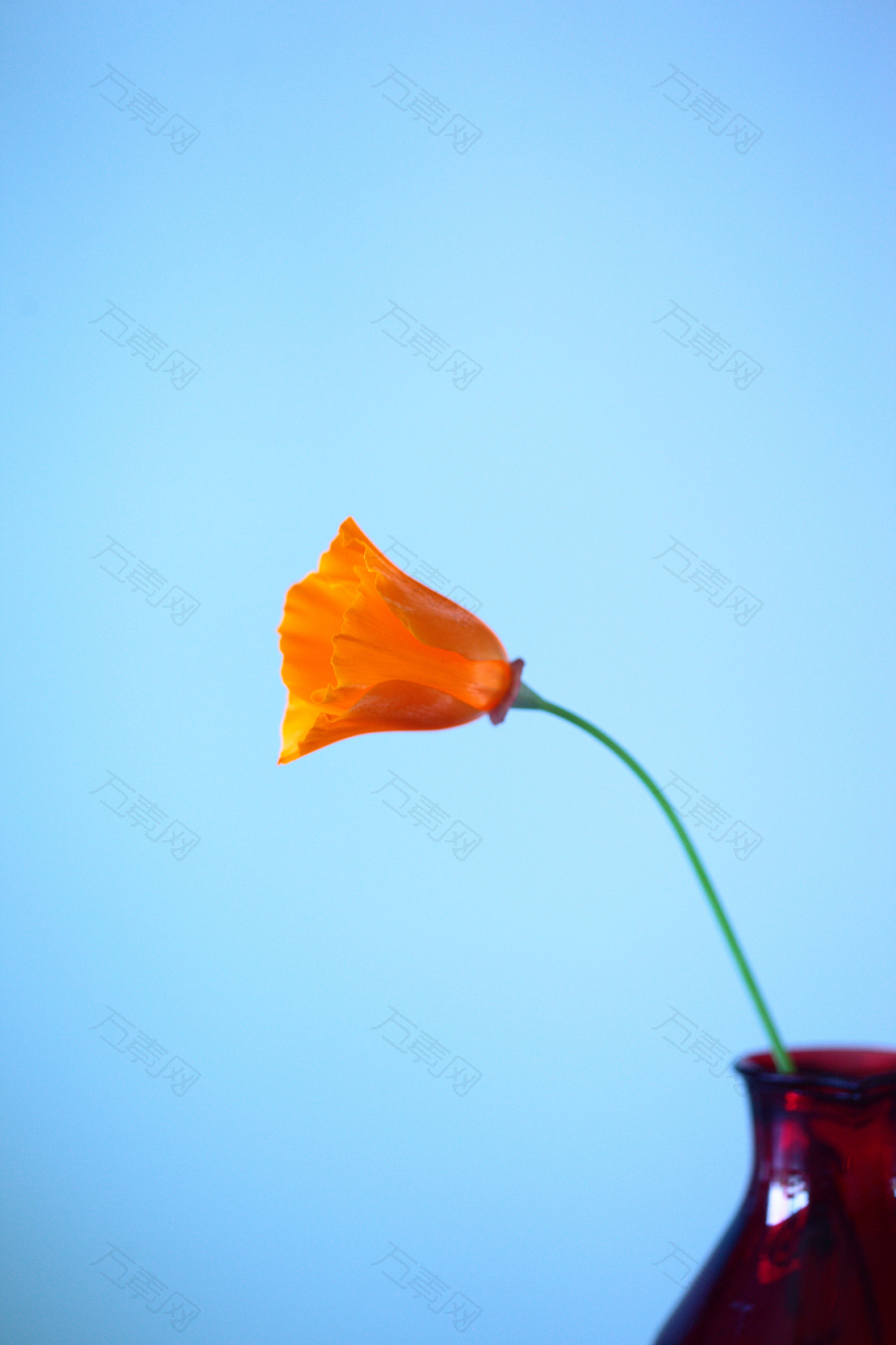 红花瓶上的橙花