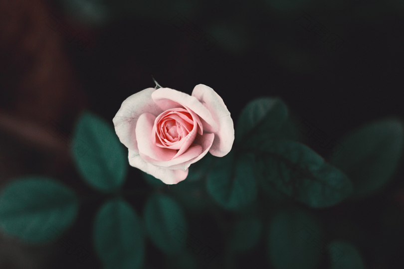 粉红玫瑰花的焦点照片