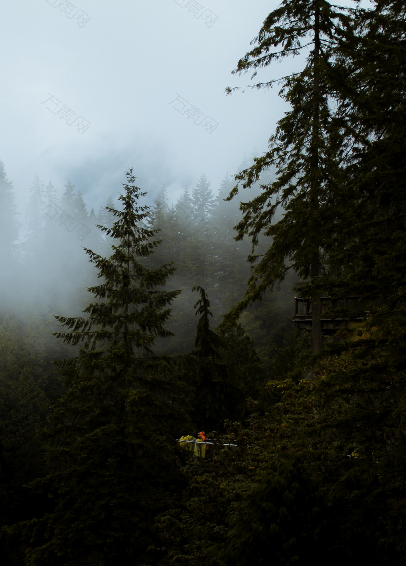 被雾笼罩的松树