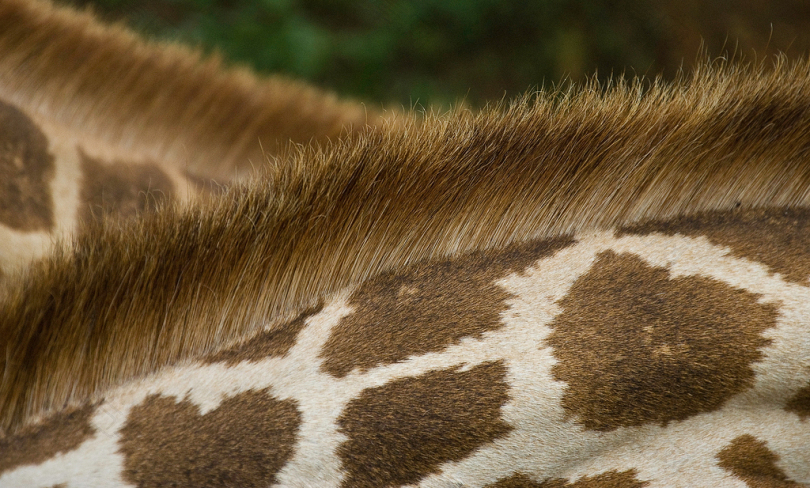 长颈鹿背上的特写照片