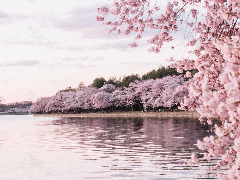 樱花树旁的水体
