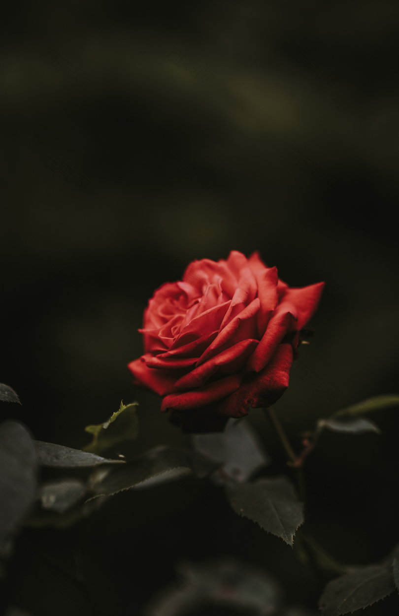 红玫瑰花特写照片