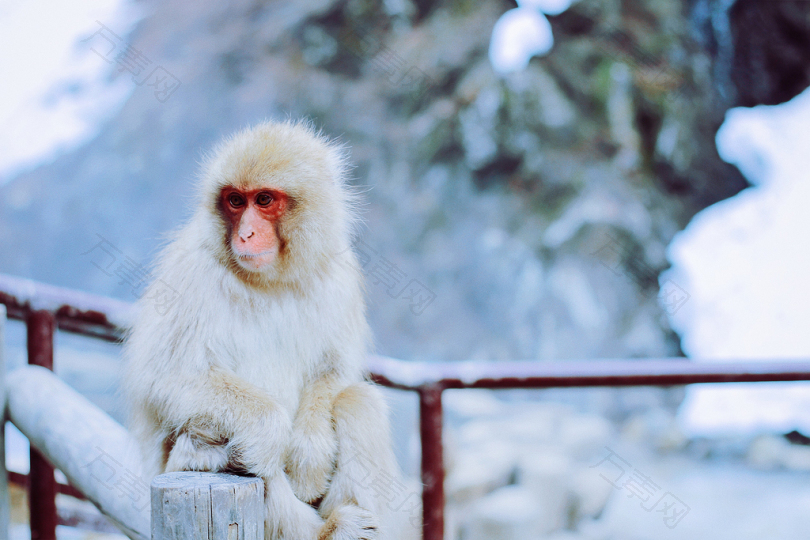 白雪猴在白天的雪地上坐在棕色木篱上