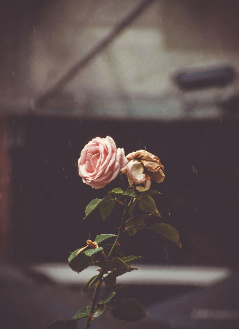 玫瑰雨粉红色花瓣