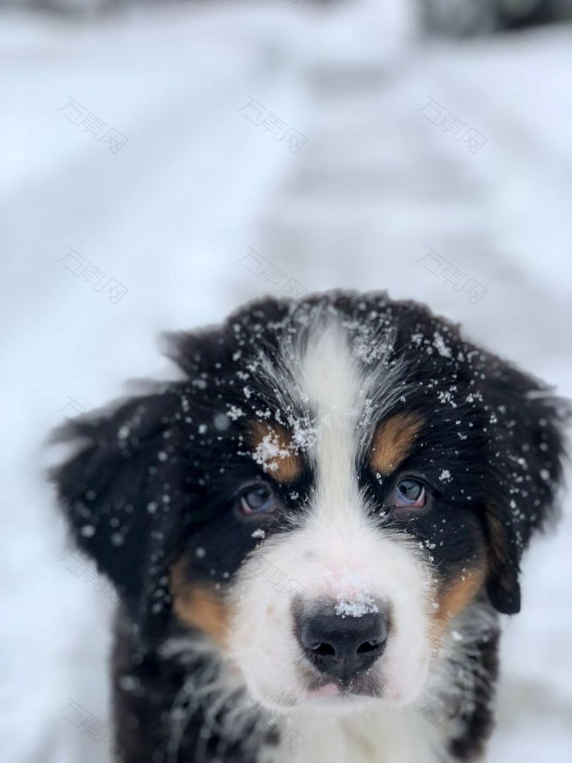 小狗肖像雪地高清