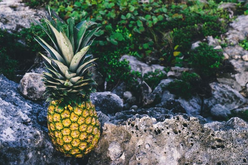 菠萝水果岸上水果和热带