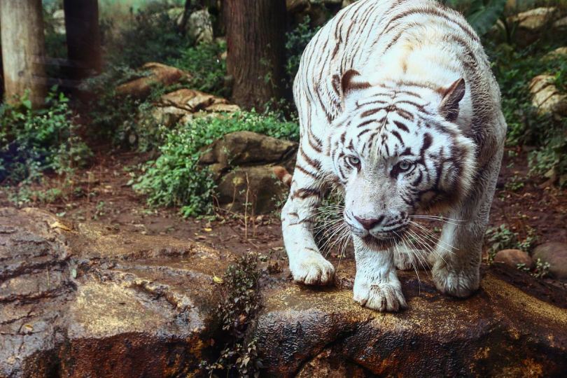 虎白自然与野生动物
