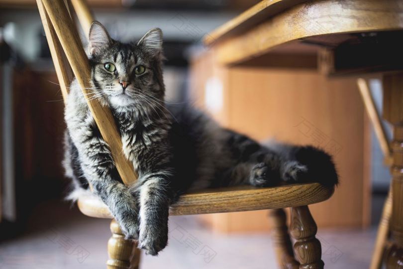 猫椅子猫椅子和宠物