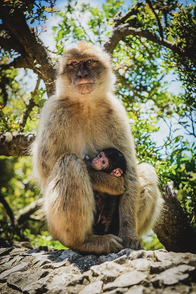 猴子母亲和小猴