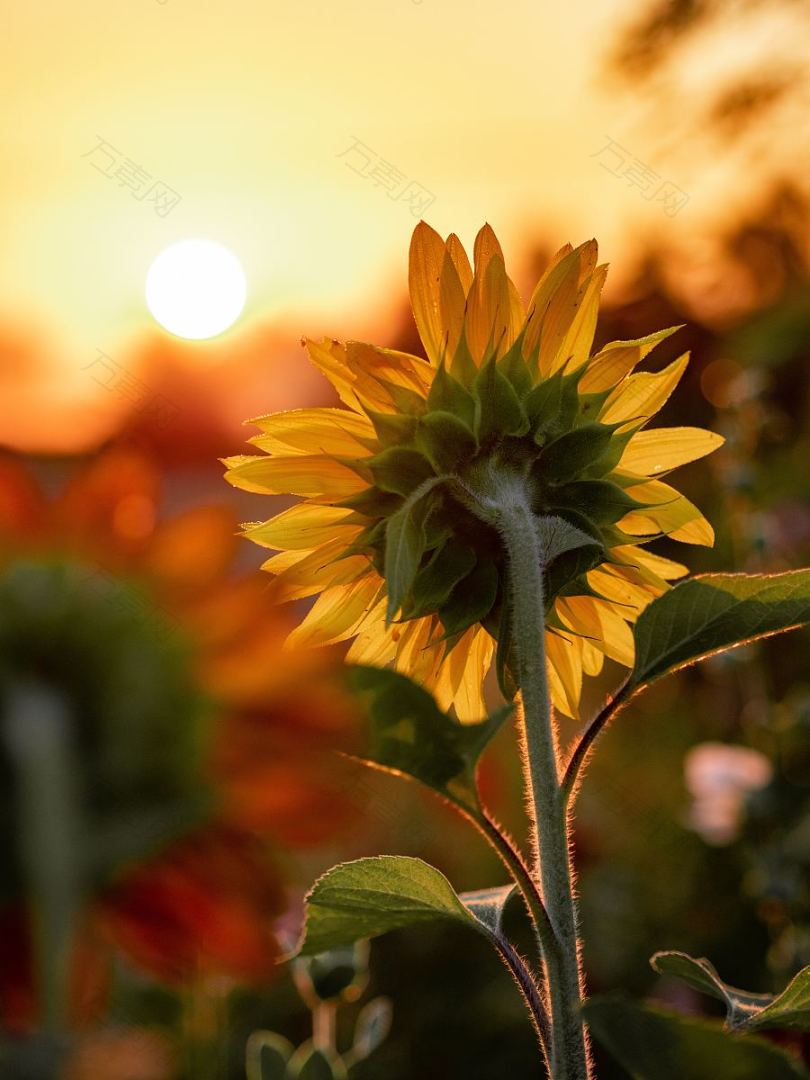 花太阳茎和向日葵
