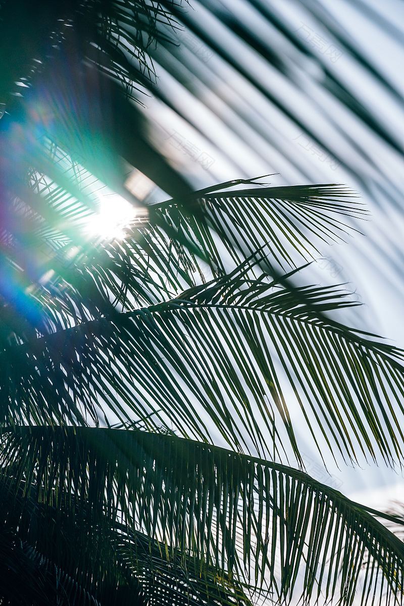 阳光透过棕榈叶