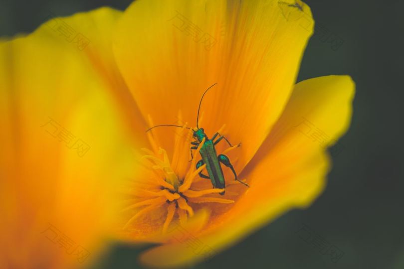 花虫橙