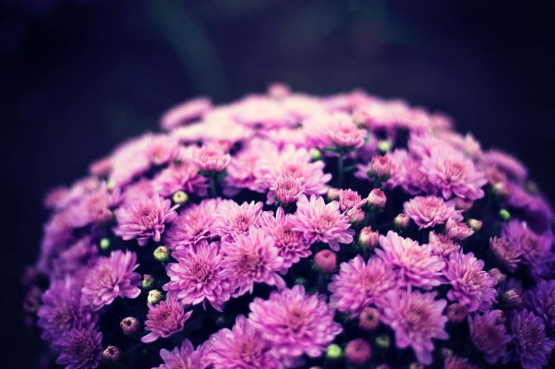 花花束华丽和紫色