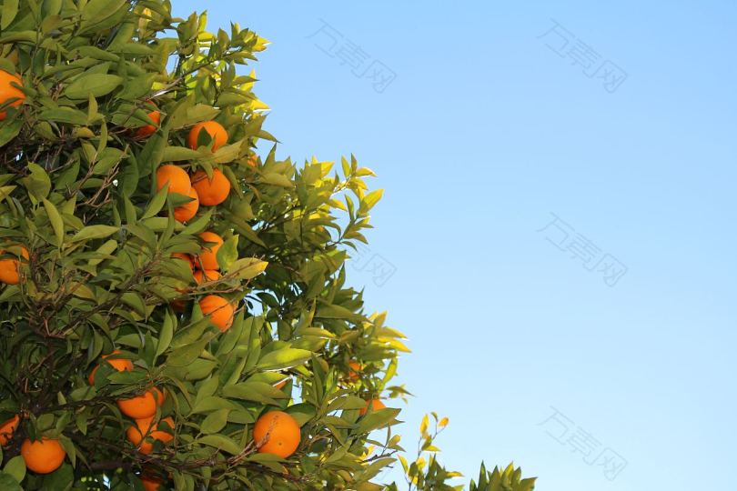 橙子树拍摄