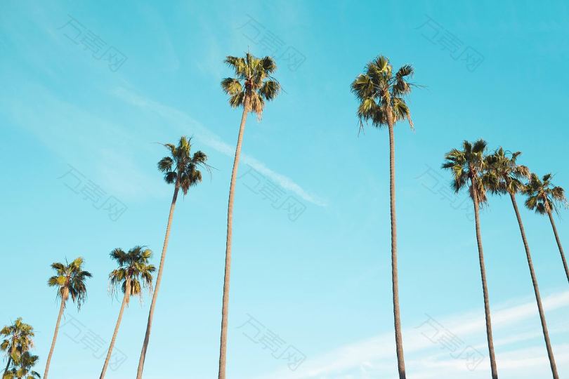 树天棕榈和海岸