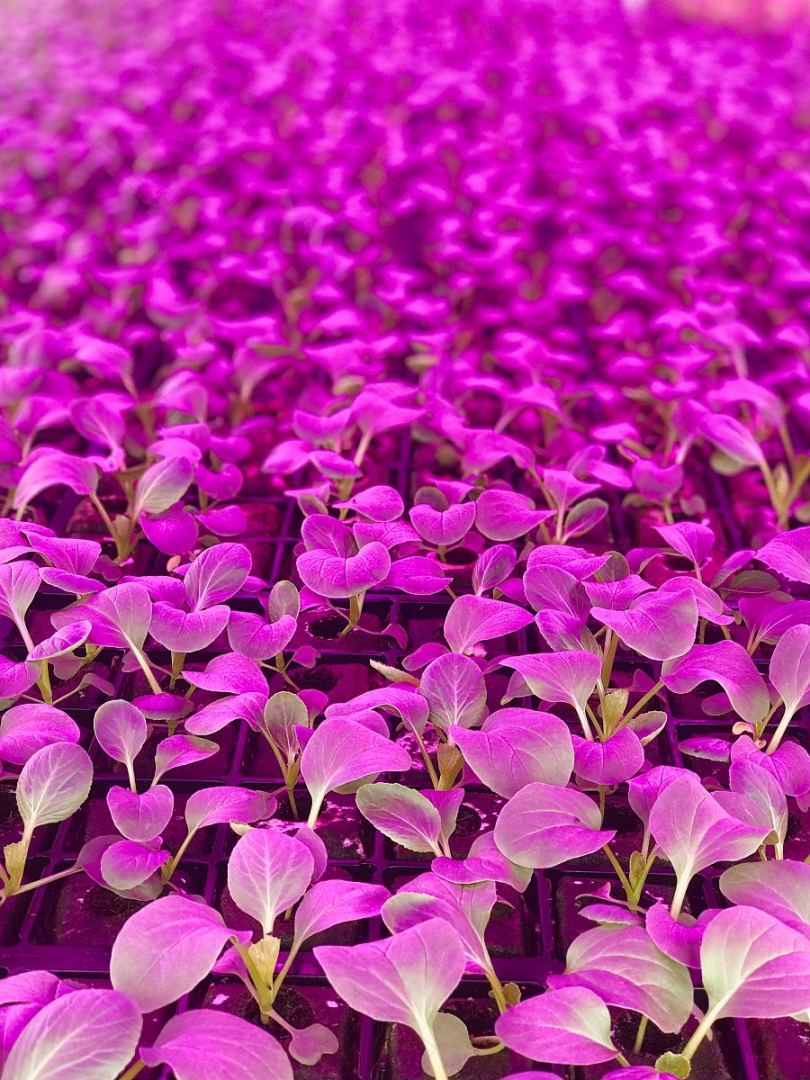 植物田园紫叶