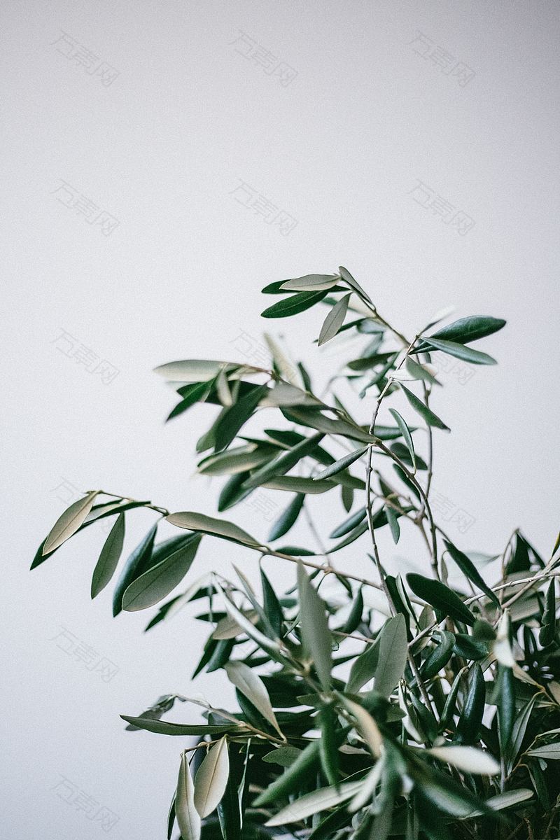 白色背景上的极简橄榄枝