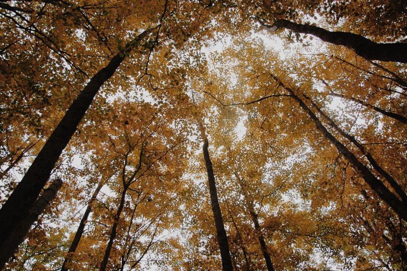 树木秋天森林和黄色