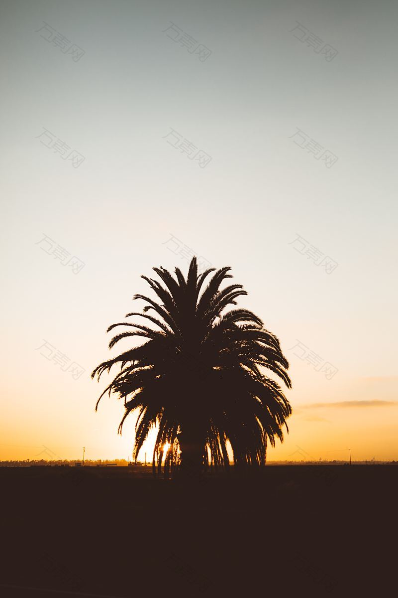 日落棕榈
