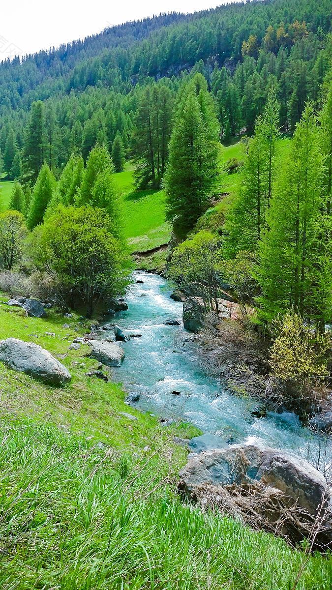 树木水森林和林地