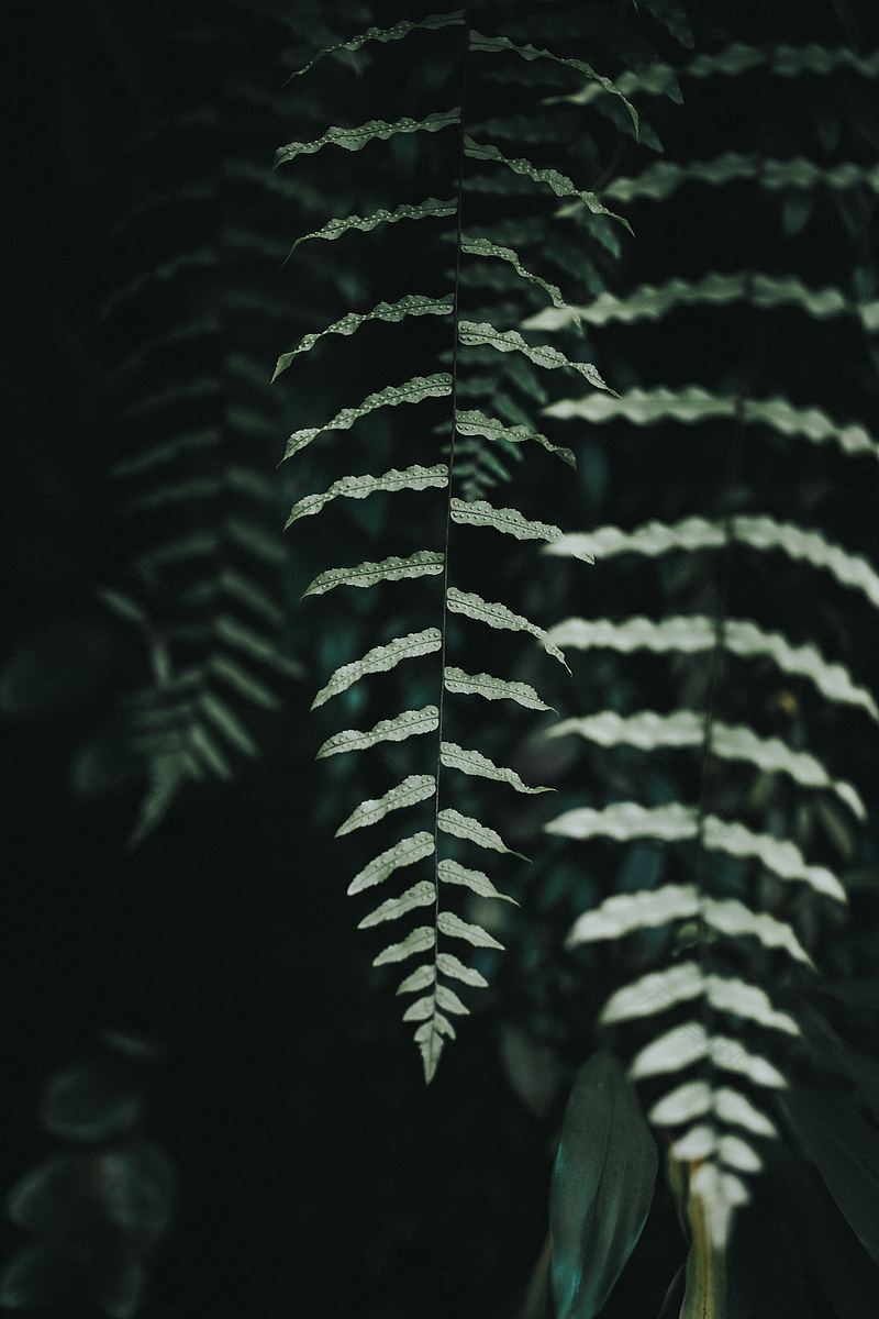 <植>羊齿植物蕨类植物