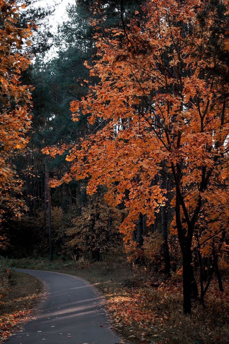 橙色树木树叶和秋天